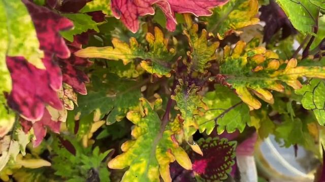 Любимые цветы колеусы пользуются спросом и приносят доход смотреть онлайн