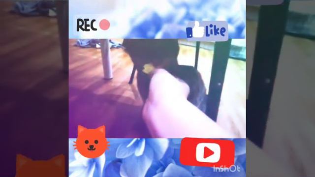 всеядный котэ смотреть онлайн