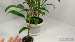 Монолог про цветок - Кордилина (Cordylina)