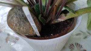 ЦВЕТЕНИЕ стрептокарпусов В ИЮЛЕ. Обзор трех сортов стрептокарпусов