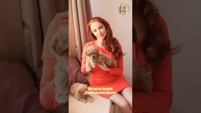 #минисобачки #щенки #maltipoo #мальтипу #maltipoopuppy #dogs #puppy #питомник #doglovers смотреть онлайн