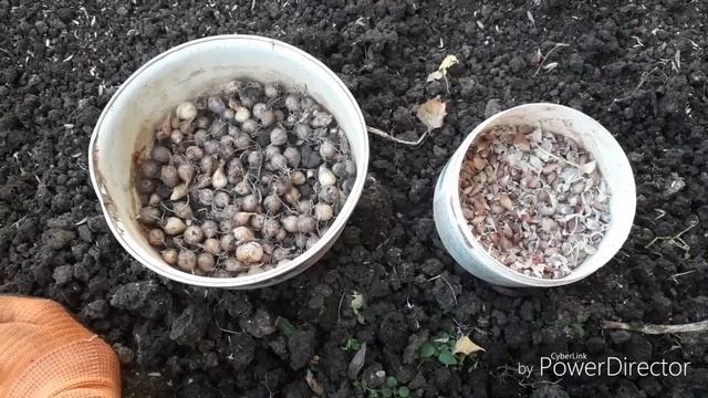 РАЗМНОЖЕНИЕ ЧЕСНОКА БУЛЬБОЧКАМИ//ПОСЕВ ЧЕСНОКА// смотреть онлайн