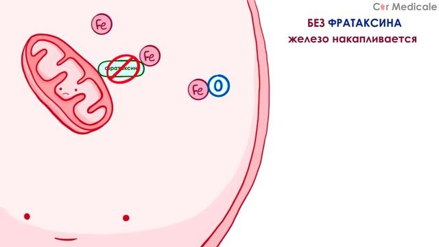 Атаксия Фридрейха - механизм развития, причины, клинические проявления смотреть онлайн