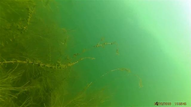Открытие подводной охоты 74 регион 200616 смотреть онлайн
