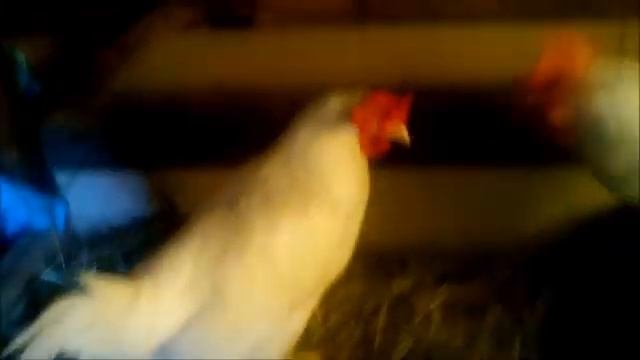 ГОЛЛАНДСКИЕ КУРЫ смотреть онлайн