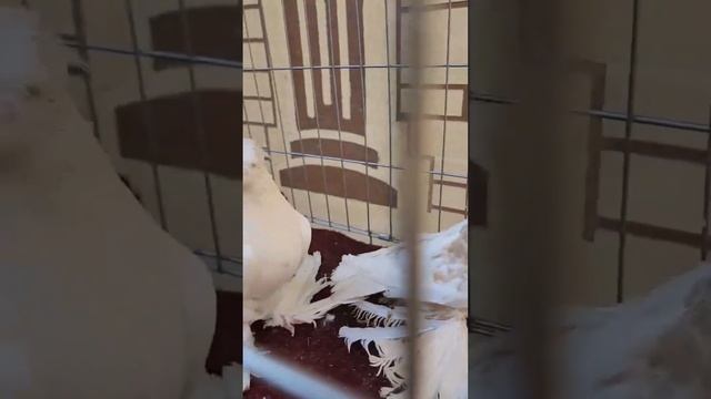 Гульбадамы | Узбекские двухчубые голуби Ильхома Рахимова г. Наманган, Узбекистан | Usbekische Taube