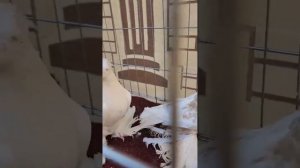 Гульбадамы | Узбекские двухчубые голуби Ильхома Рахимова г. Наманган, Узбекистан | Usbekische taube