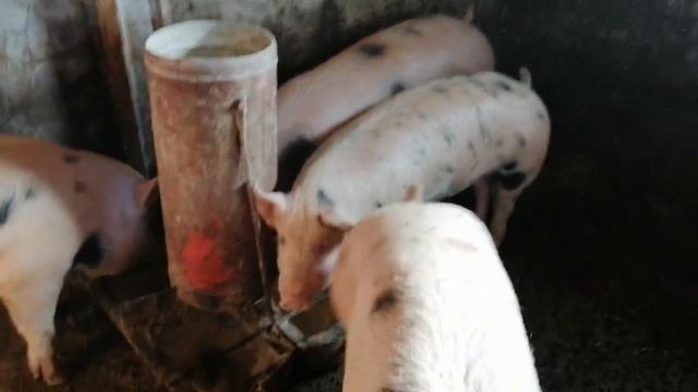 🐷Порося по типу ПЕТРЕН растут смотреть онлайн