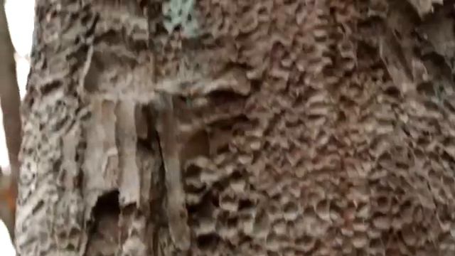 Поездки по Германии Вупперталь: что посмотреть в Wuppertal за 2,5 часа с юмором / Прогулки в Корону смотреть онлайн