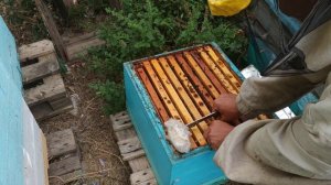 Замена маток в основных семьях.