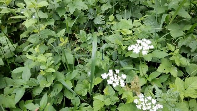 Кизинка 15 06 2013 смотреть онлайн