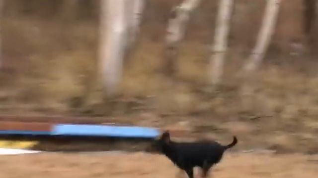 Аджилити тренировка смотреть онлайн