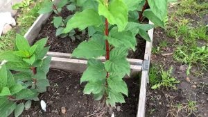 НА КАКОЙ ГОД ЗАЦВЕТАЮТ ГОРТЕНЗИИ.Ответы на вопросы. Показываю корневую у однолетних саженцев.