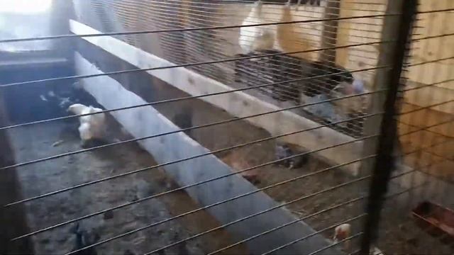 Крестьянская жизнь, ещё один обычный день, наши козлятки подростают. смотреть онлайн