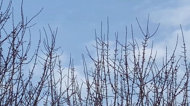 Rubystar Antonov AN-12 [EW-484TI] cruising overhead смотреть онлайн