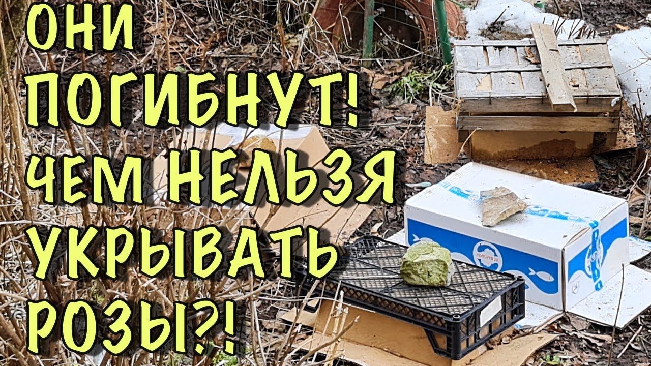 Розы ПОГИБНУТ от ТАКОГО укрытия! Пожалейте СВОИ РОЗЫ, НЕ СОВЕРШАЙТЕ ЭТИХ ОШИБОК! смотреть онлайн