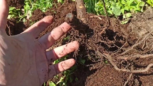 Посадка вишни.Саженец из питомника Солнечный сад.Осмотр корневой системы,обрезка ?. смотреть онлайн