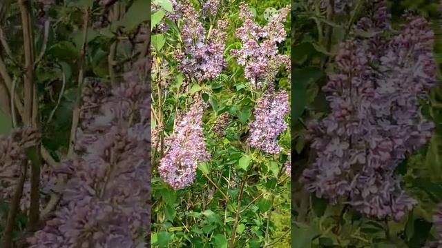 БАБОЧКА ПОХОЖАЯ НА КОЛИБРИ-бражник и махаон смотреть онлайн