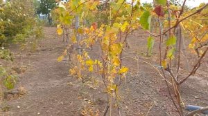 Фундук на медвежьем орехе есть саженцы,обращайтесь