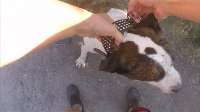 Боевой путь Амстафф Терьера/Fighting Path of the American Staffordshire Terrier смотреть онлайн