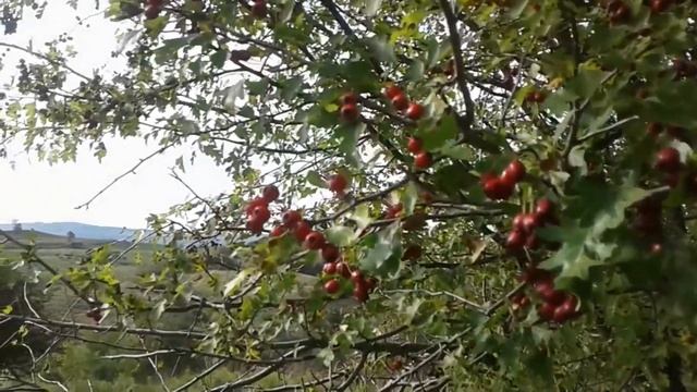 Боярышник - помощник сердцу. Medicinal properties of hawthorn смотреть онлайн