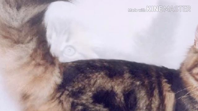 Фотографии няшных котиков🐈!!!(для тех кто посмотрел страшилки))пожалуйста читай описание смотреть онлайн