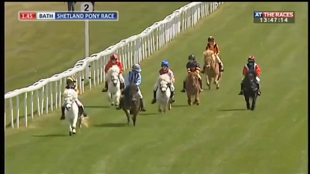 Shetland pony racing! смотреть онлайн