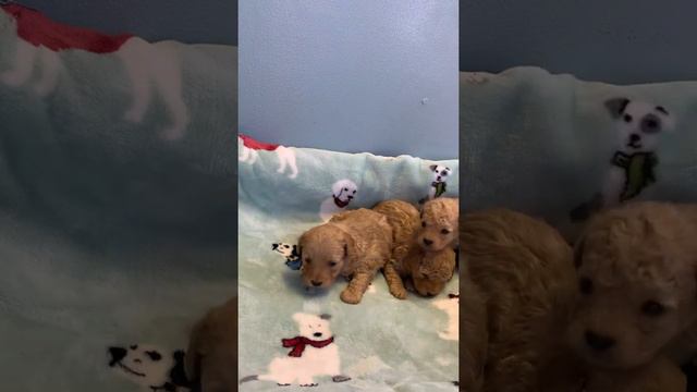 F1b Toy Aussiedoodles