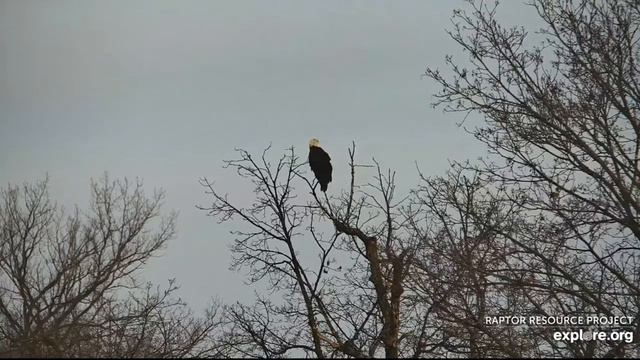 Decorah Eagles 11-10-21, 9 am Mom returns to M2, flight with another eagle DM2? смотреть онлайн