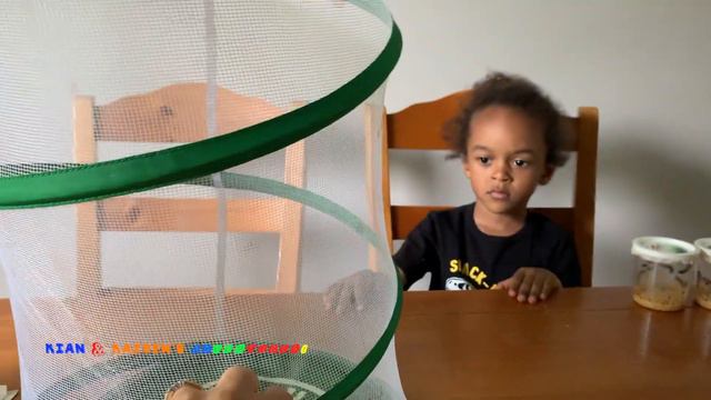 Kian & Kaiden's Butterfly Adventure! We're Growing Butterflies!! смотреть онлайн