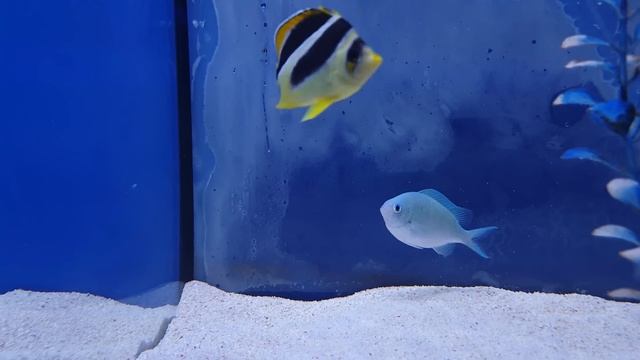 Top 7 Saltwater Fish You Didn't Think Of смотреть онлайн