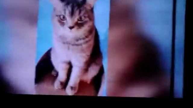 Смешные животные до слёз 222# смотреть онлайн