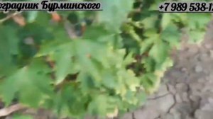 НОВИНКИ!!! ГФ. Винограда АЗИЯ и КАЗИМИР (Калугин В.М.).