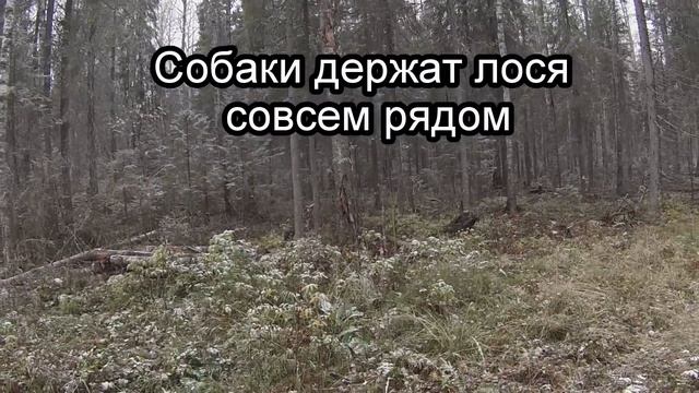 Охота на лося загоном (осень 2015) "сентиментальным и педикам мимо" смотреть онлайн