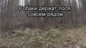 Охота на лося загоном (осень 2015) "сентиментальным и педикам мимо"