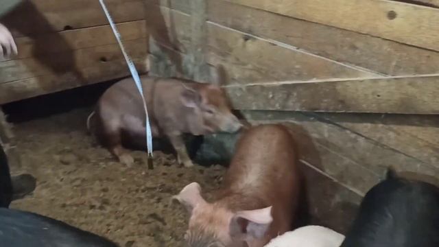 Взвешивание поросят/ Замеры поросят и свиней по таблице/ Вес поросят/ смотреть онлайн