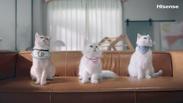 Даже котики не могут оторваться от экранов Hisense Laser TV! смотреть онлайн