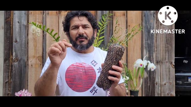 Usando vaso de Cymbidium para plantar Dendrobium e outras Orquídeas смотреть онлайн