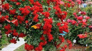 Роза парковая Майнауфоер (mainaufeuer) 🌿 Майнауфоер обзор: как сажать, крупномеры розы Майнауфоер