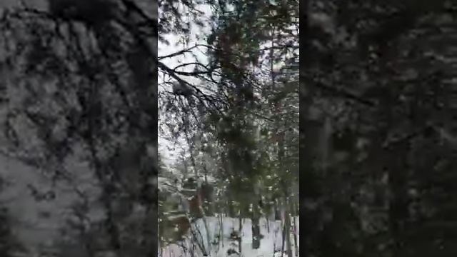 Белки в природе смотреть онлайн