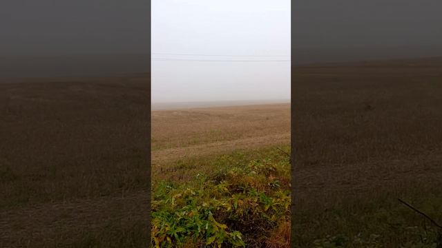 СИЛЬНЫЙ ТУМАН! МИНСКИЙ РАЙОН! ОСЕНЬ! STRONG FOG! MINSK DISTRICT! AUTUMN! смотреть онлайн