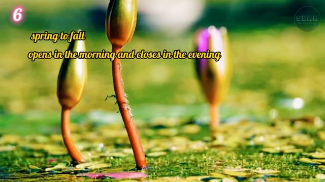 Top 10 Most Beautiful Flowers in the World | BEST FLOWERS IN THE WORLD смотреть онлайн