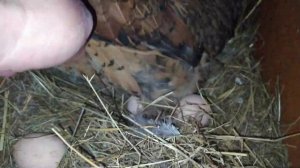 Кучинские Юбилейные куры яйценоскость в январе