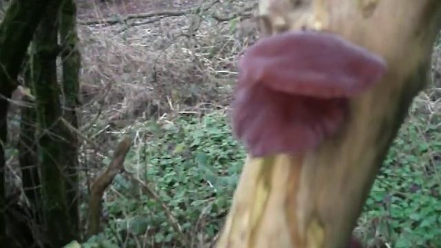 Allotment Gardening 2013- Auricularia Judae/jelly mushrooms/ PT 1 смотреть онлайн