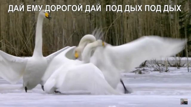 БОЙ ЛЕБЕДЕЙ