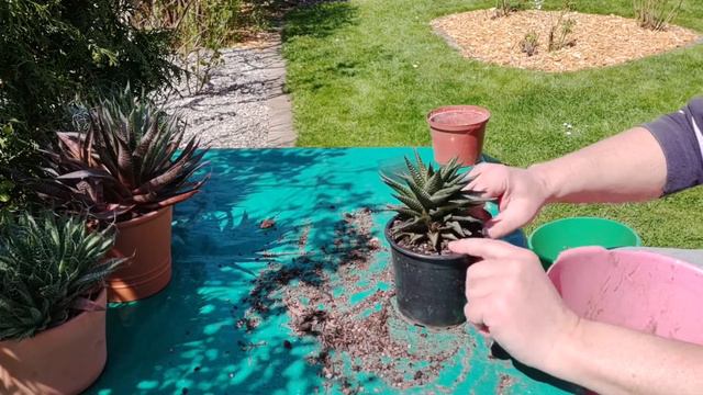 Sukkulenten vermehren смотреть онлайн