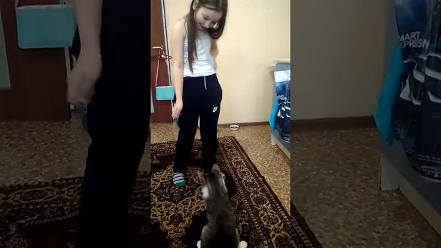 Дресированный кот Бакс у Аюны! смотреть онлайн