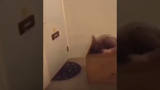 Видео,приколы,юмор,смех смотреть онлайн