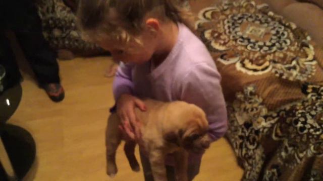 много ЩЕНКОВ БОРДОССКОГО ДОГА😍 Саша ИГРАЕТ с щенками PUPPY DOGUE DE BORDEAUX😍 смотреть онлайн