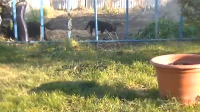 Продаются ВЕО-малыши (30.07.2016) смотреть онлайн